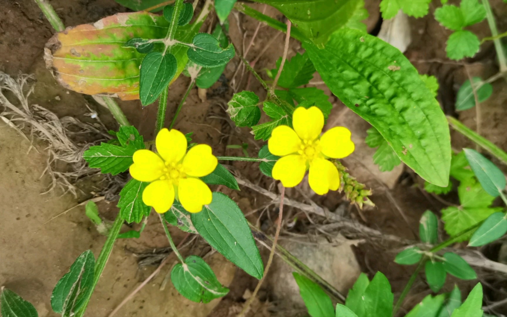 57.委陵菜属有很多种,典型的蔷薇型花冠,瘦果