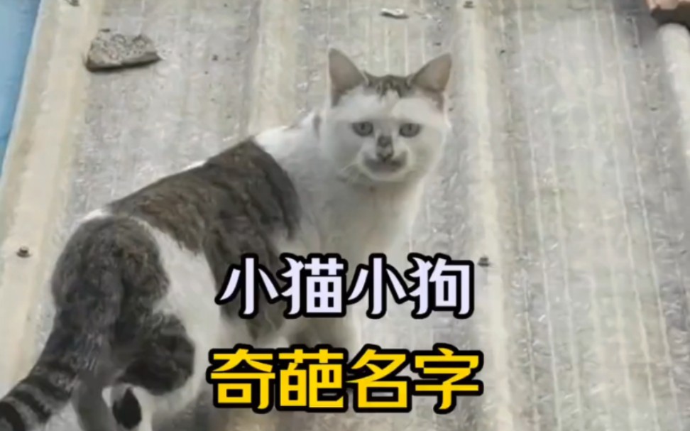 哪有给小猫小狗起这样的名字啊  狗狗  猫咪