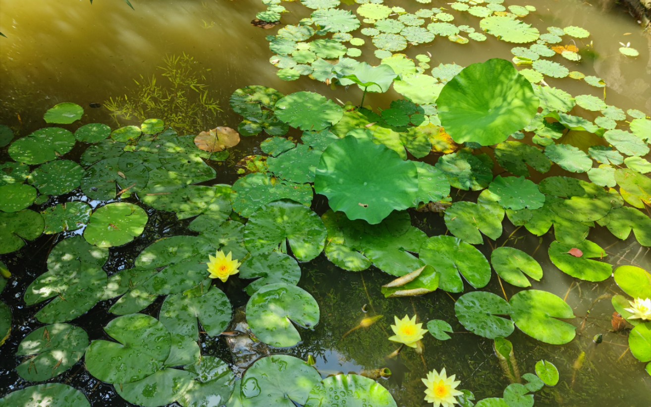 池塘邊的榕樹上,知了在聲聲的叫著夏天