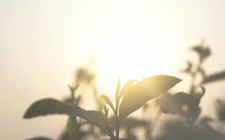 [图]《雨润花发 茶香满城》南京城春日的味道——雨花茶