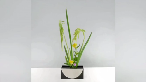 日本花道池坊自由花 哔哩哔哩 Bilibili