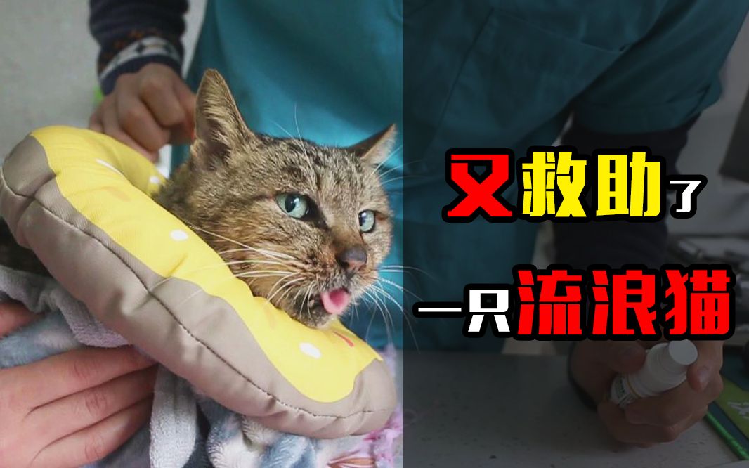 【猫医生】我又多了一只猫哔哩哔哩bilibili