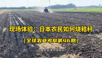 日本农民是如何烧秸秆的？我在现场带你体验！