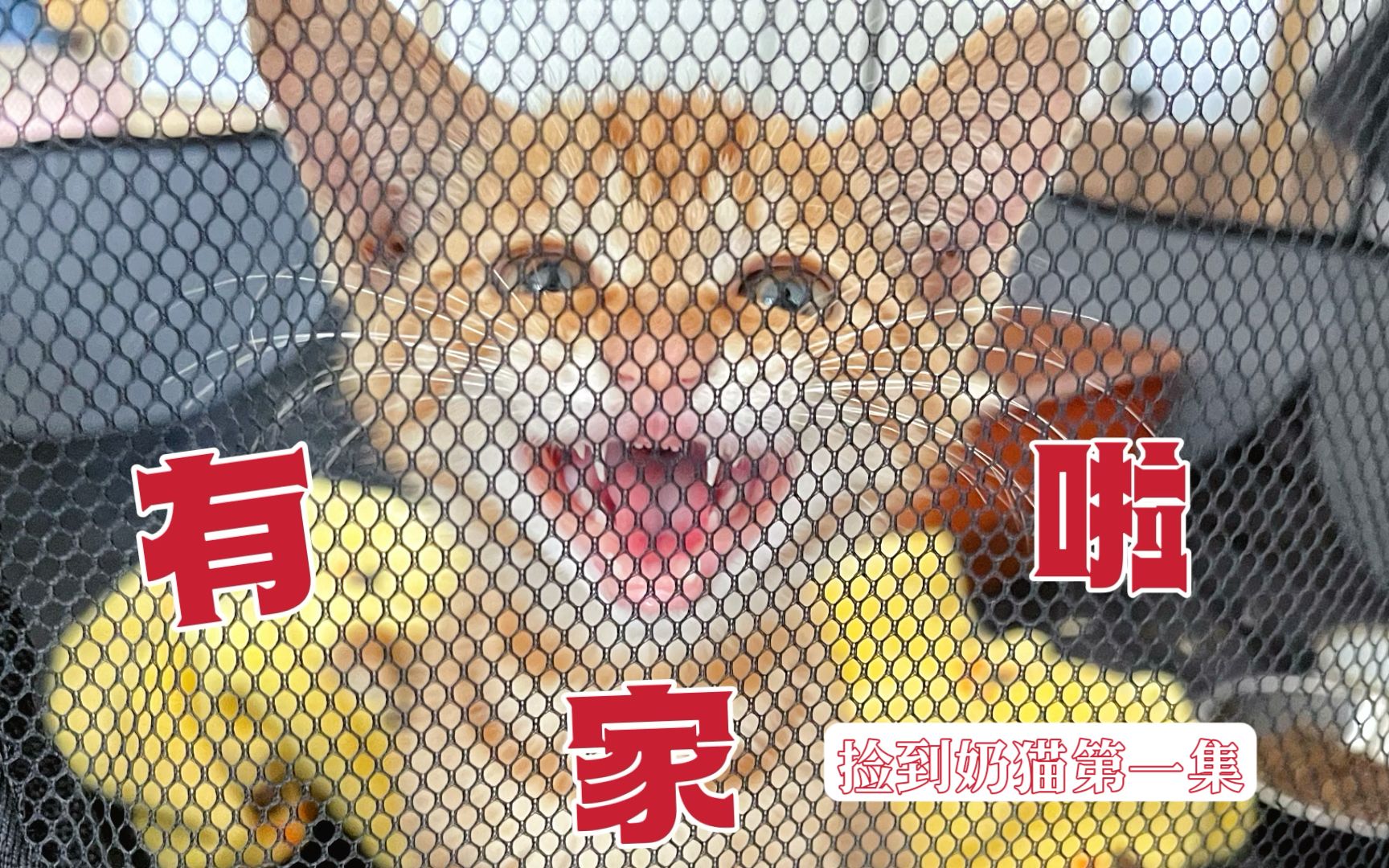 上班路上捡到一只饿哭的话痨小橘猫,带回家怒炫一盆饭,有家真好哔哩哔哩bilibili