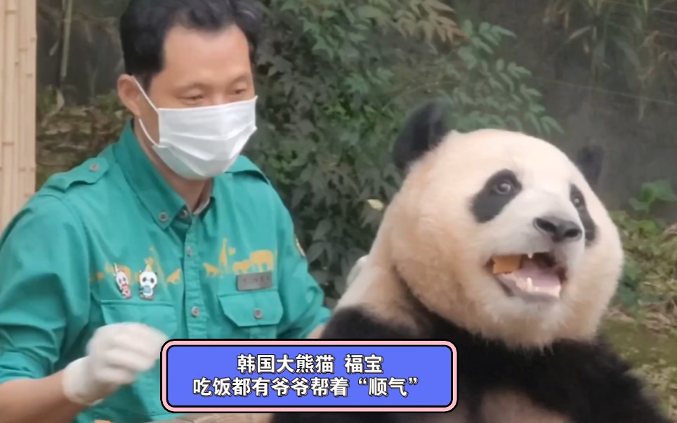 韩国熊猫福宝神仙般的日子:吃饭都有爷爷帮着顺气!