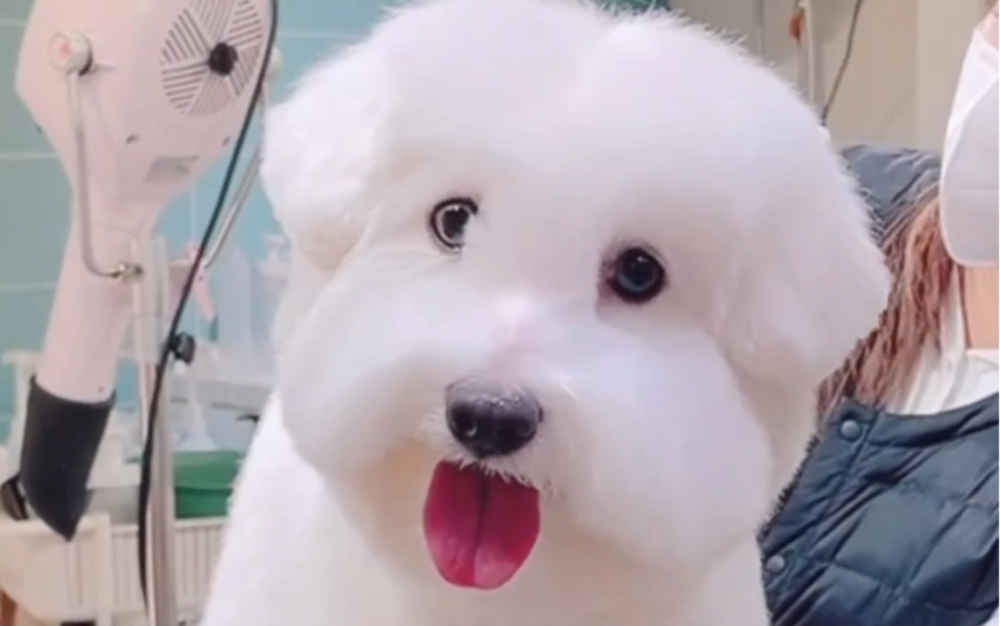 棉花面纱犬美容造型