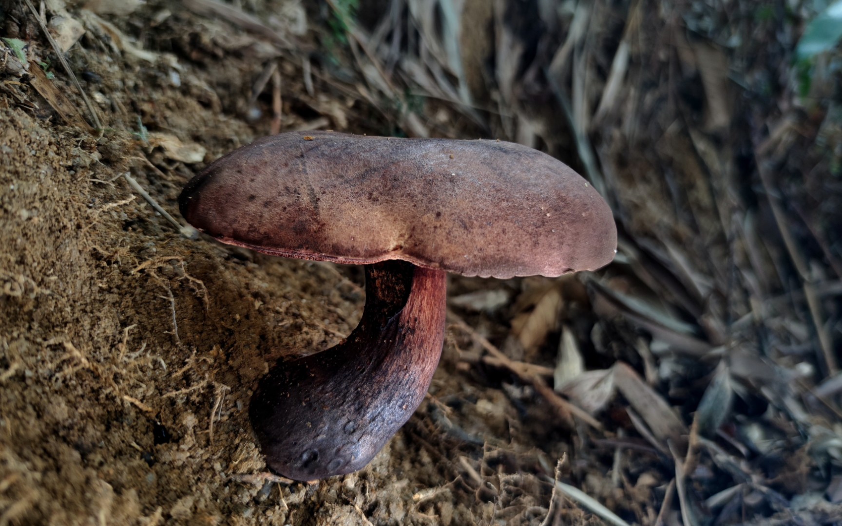 褐红粉孢牛肝菌——摄于广州木强水库