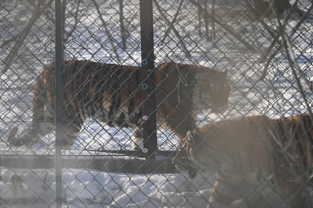 东北虎的一眼万年