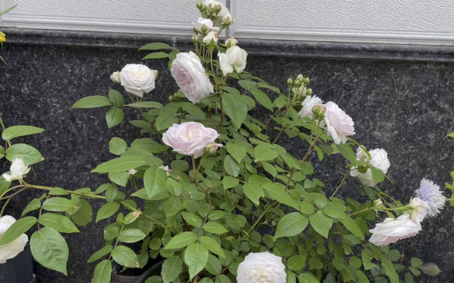 月季粉妆楼/玉玲珑,高温容易炸毛,还是秋花好看_哔哩哔哩_bilibili