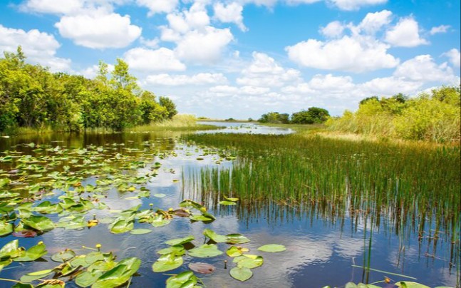 美国佛罗里达州大沼泽地国家公园4k ultra hd