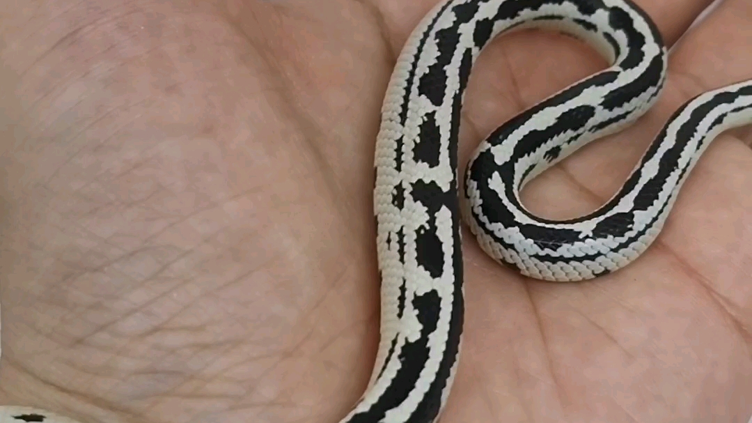 【宠物蛇】加州雪花王蛇