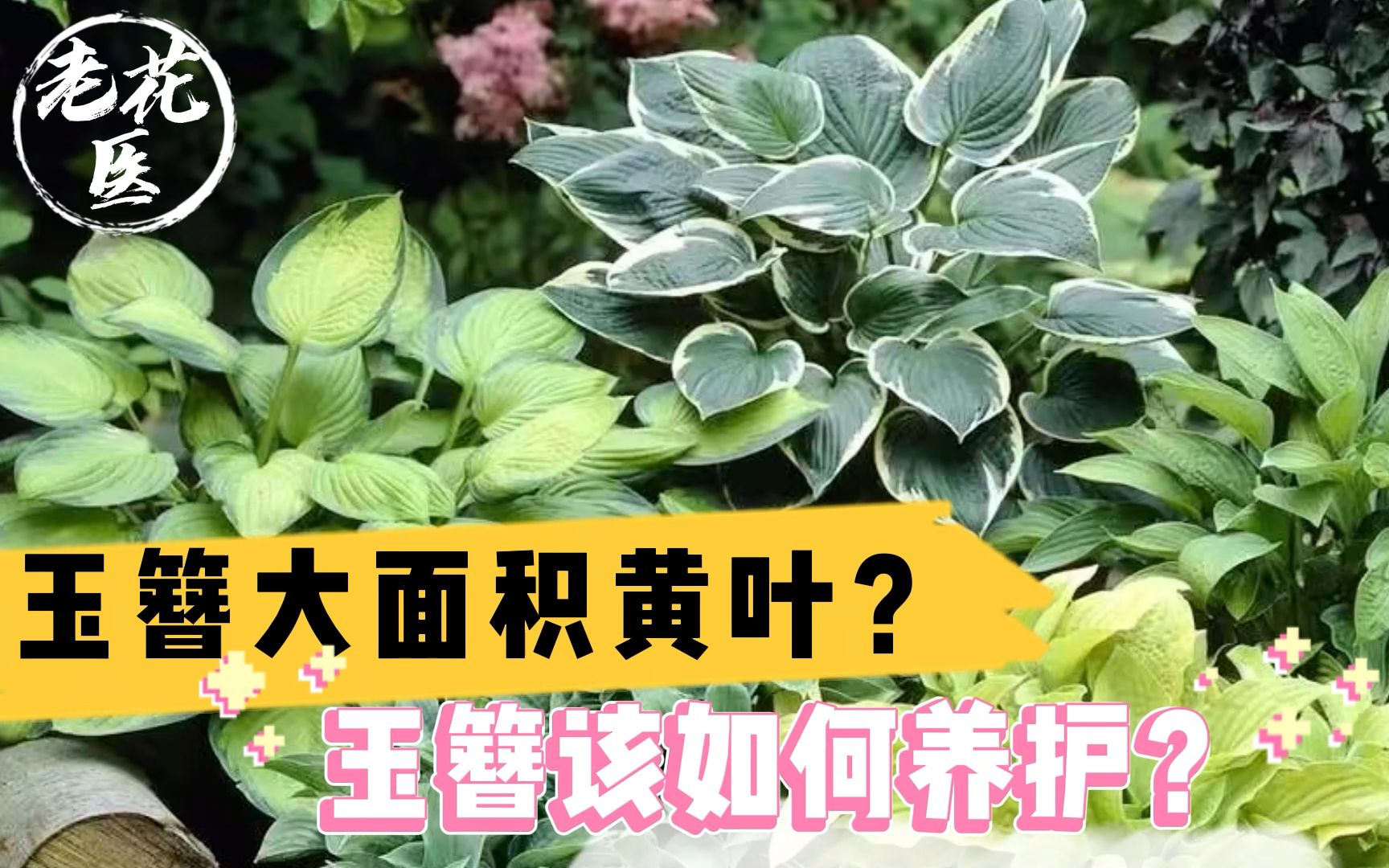 玉簪大面积黄叶?玉簪该如何养护?玉簪养护教学!哔哩哔哩bilibili