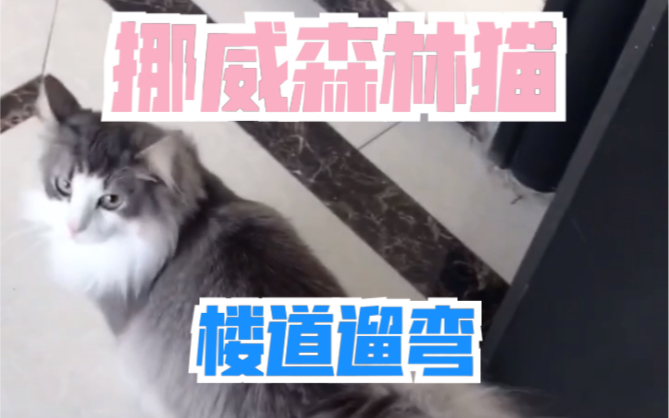 【挪威森林猫Vidar】孩子心野了!!哔哩哔哩bilibili