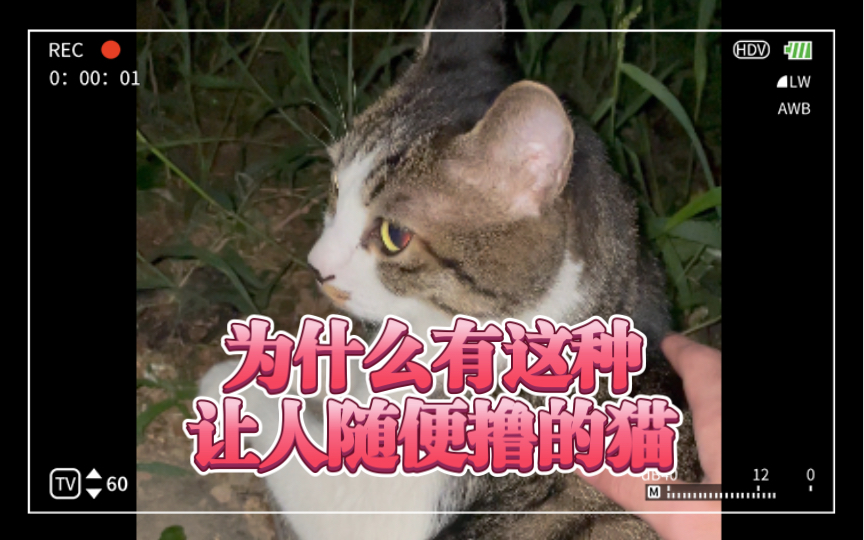 人生第一次撸猫,原来这么爽!哔哩哔哩bilibili