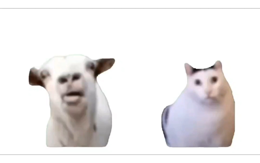 论吐舌羊和hun猫说的都是什么