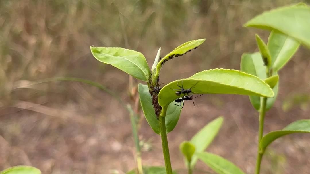 茶树上的蚂蚁和蚜虫.
