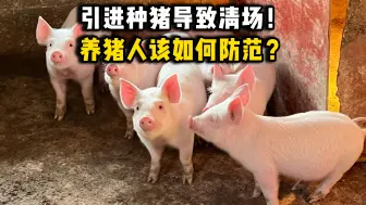 Download Video: 引进种猪导致清场！养猪人该如何防范？