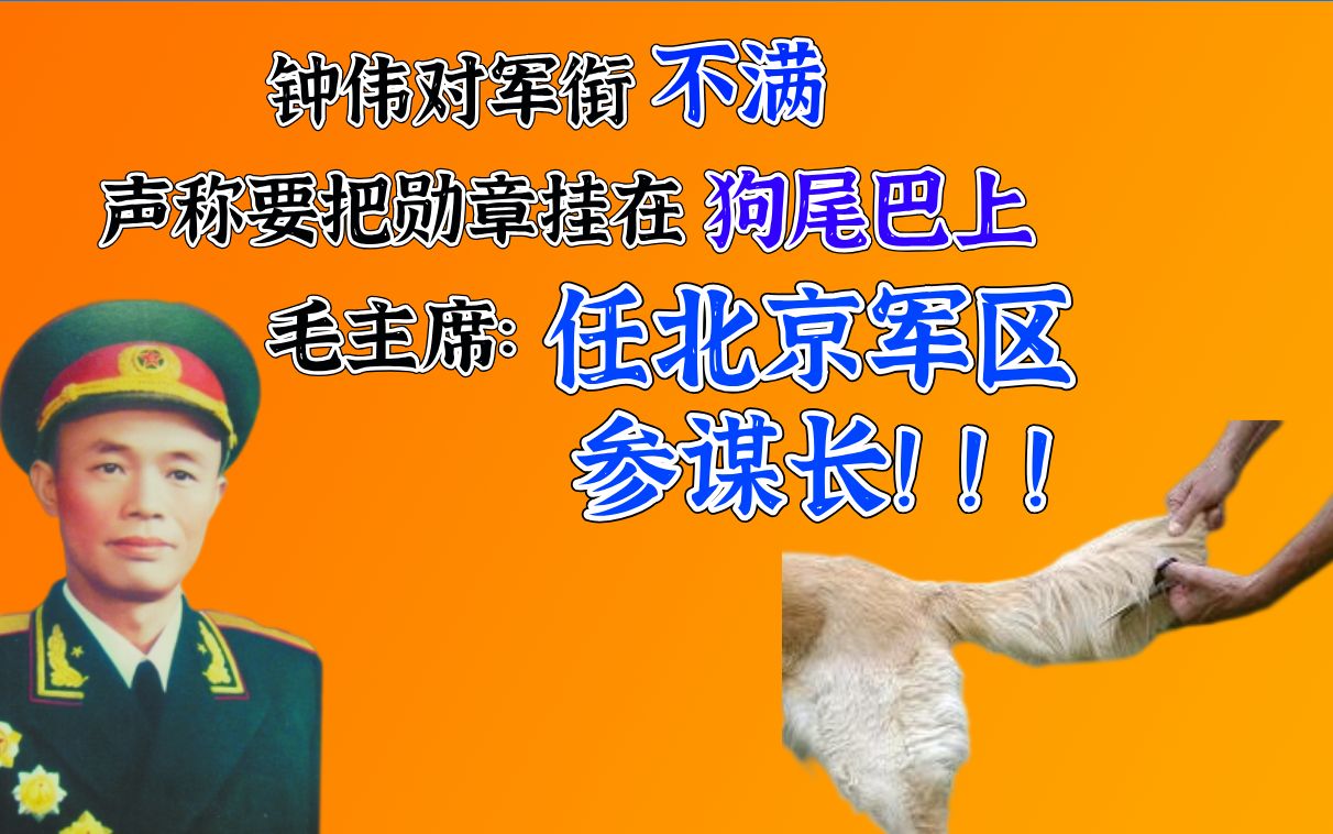 钟伟将军声称要把勋章挂在狗尾巴上,毛主席:任北京军区参谋长!哔哩哔哩bilibili