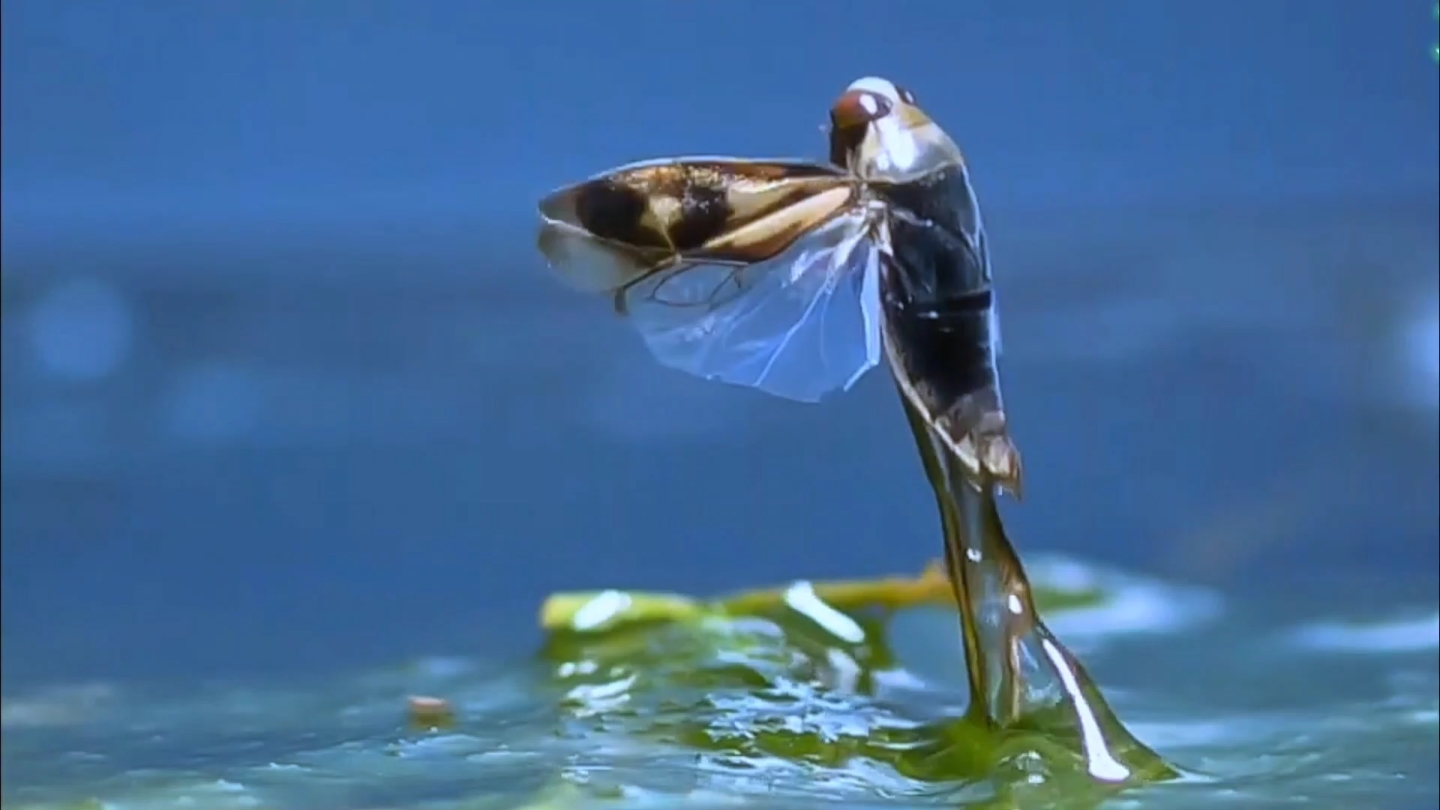 奇妙动物:一天到晚仰泳的仰泳蝽,咬你一下哇哇叫