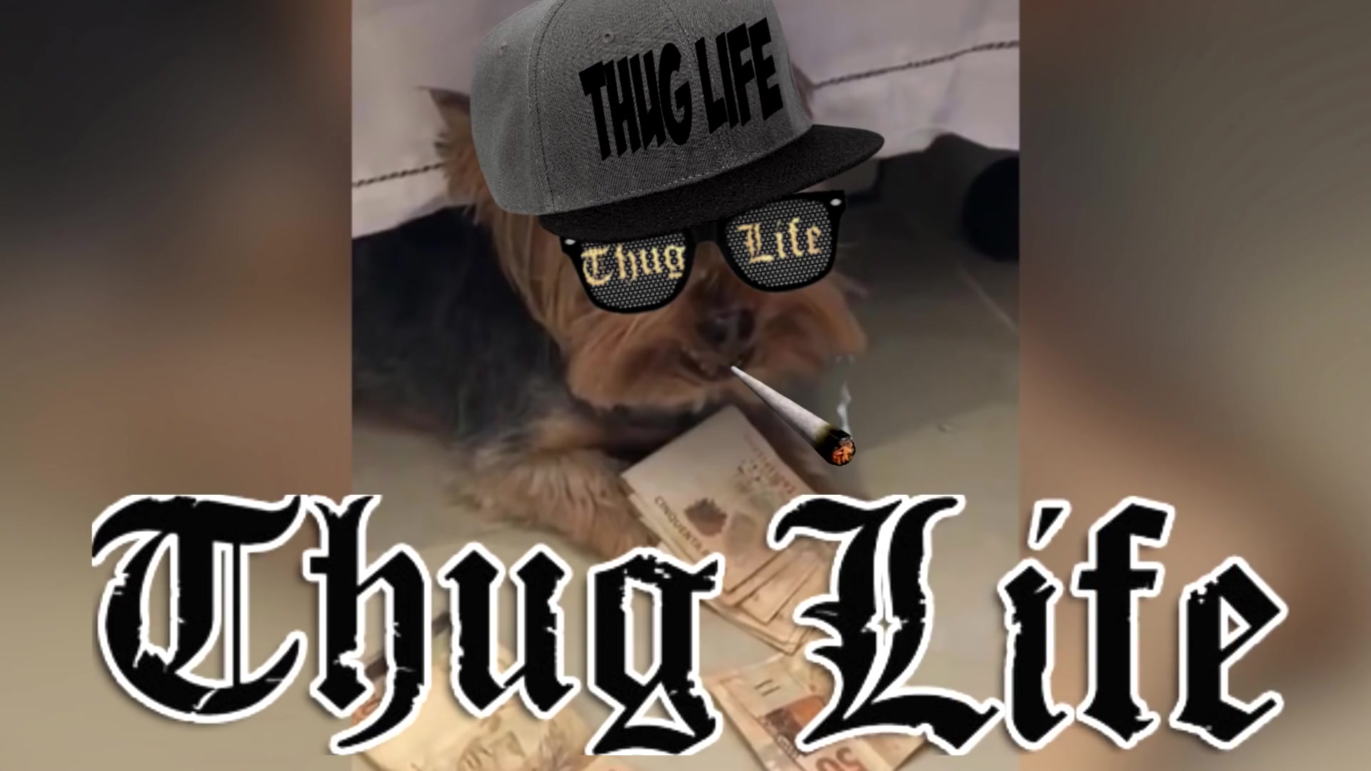 国外那些Thug Life精彩时刻【第98弹】哔哩哔哩bilibili