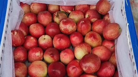 哈尔滨每日新鲜水果