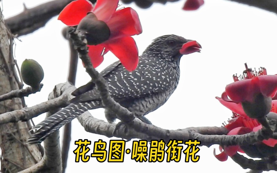 【观鸟】木棉花开!小鸟来吸花蜜啦~红耳鹎 噪鹃 黑领椋鸟 暗绿绣眼鸟都爱这一口(深圳人民公园)哔哩哔哩bilibili