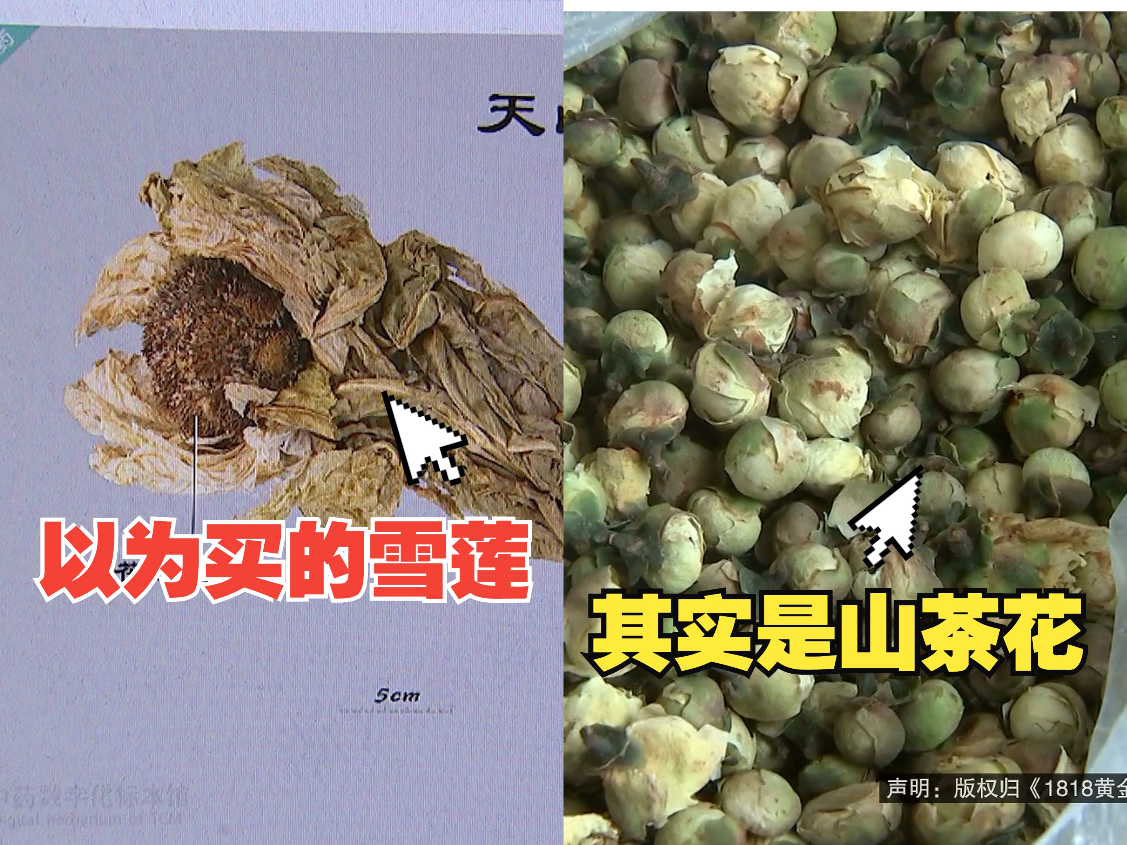 【1818黄金眼】花三百多买的“雪莲花”,到手是一袋山茶花?哔哩哔哩bilibili