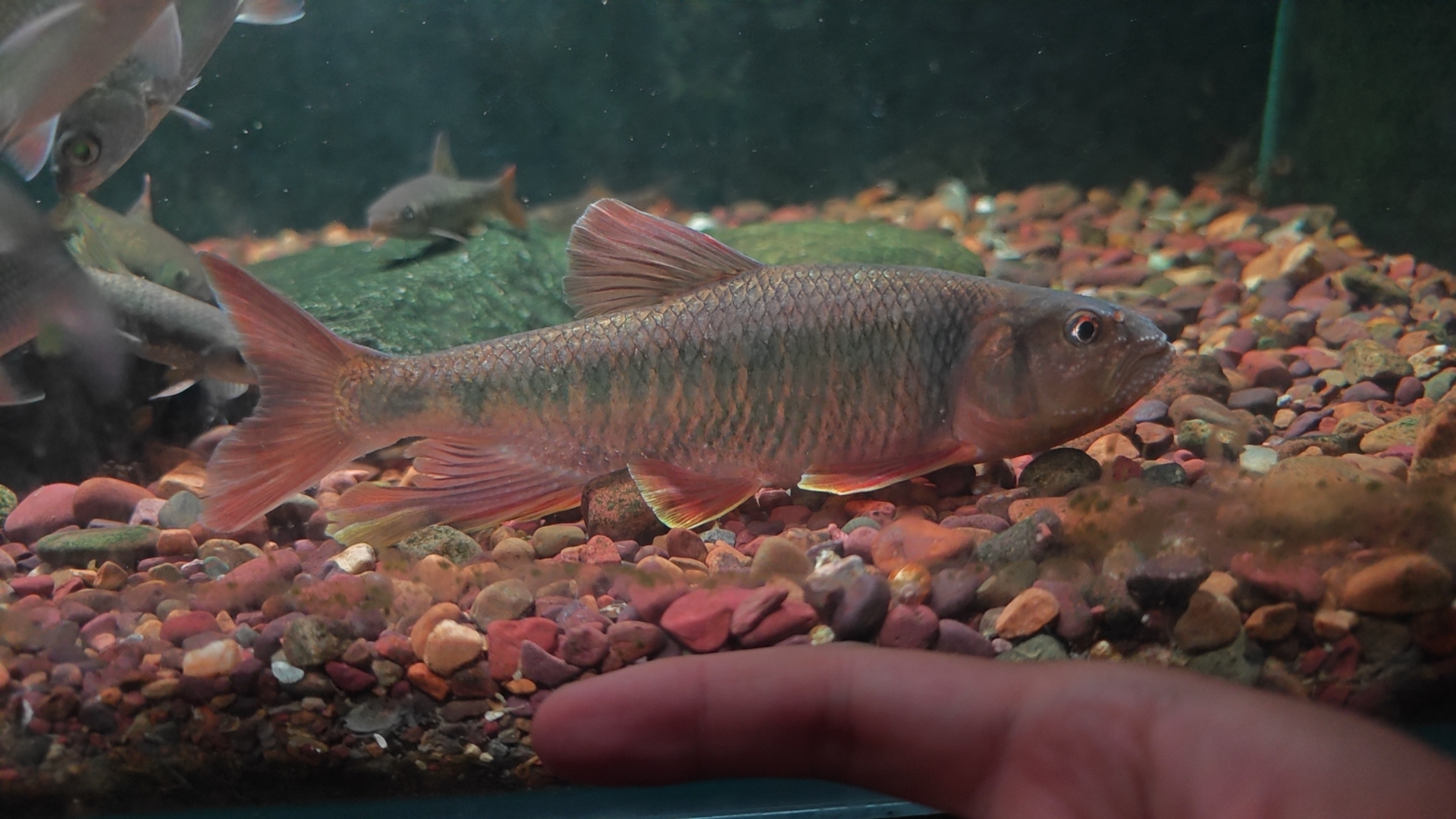 颜值巅峰极品发色广西大马口入缸及巅峰状态!