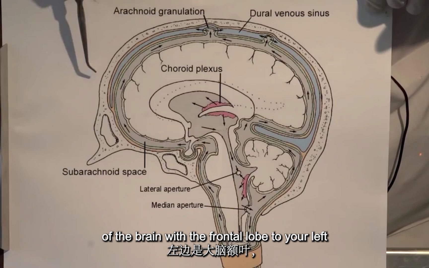 脑室:神经解剖视频实验室 「脑解剖」哔哩哔哩bilibili