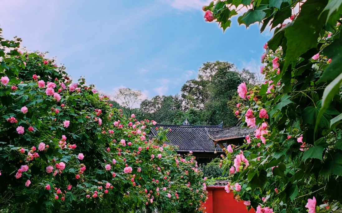 晓看红湿处,花重锦官城