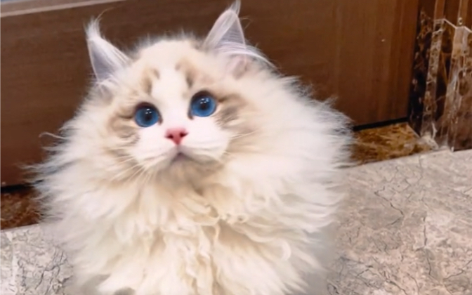 布偶猫炸毛小公主