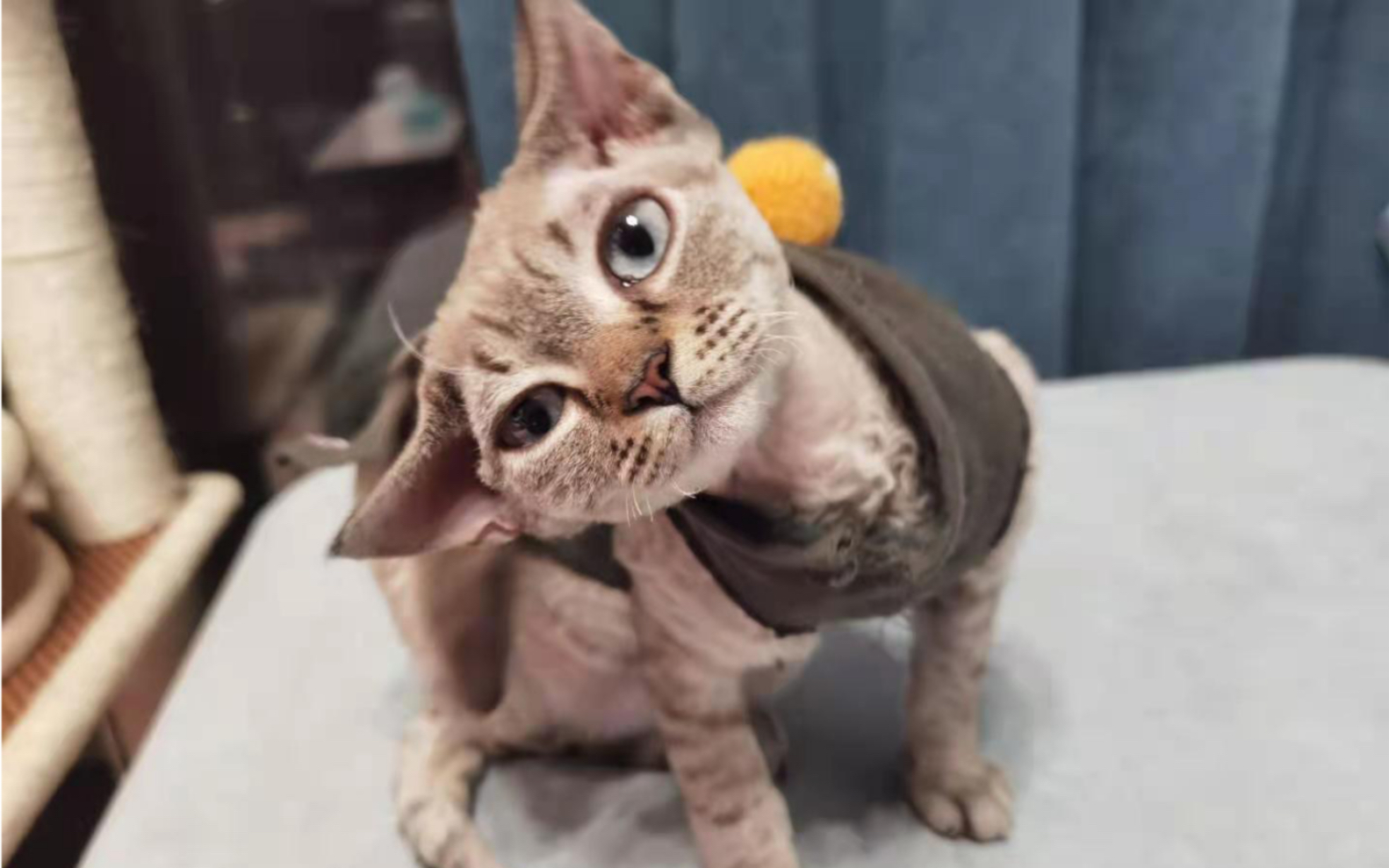 论德文猫在家里的地位前有舔狗现有舔猫