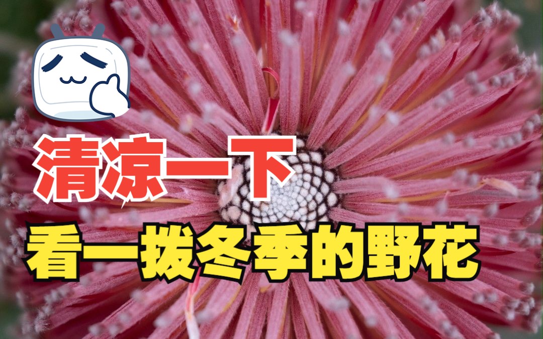 西澳野花季最近国内天气爆热,发一拨冬季盛开的野花,给大家清凉一下哔哩哔哩bilibili