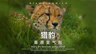 Descargar video: 豹妈：这次我真的没有白打工！