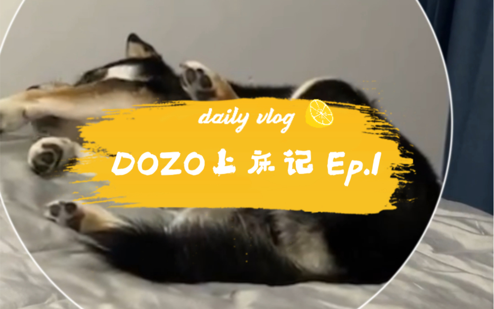 【DOZO上床记】Ep.1 自从允许一次Dozo上床后,他睡觉就不睡自己窝了哔哩哔哩bilibili