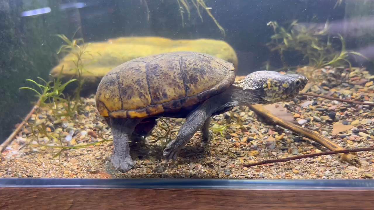 成年巨头龟繁殖组