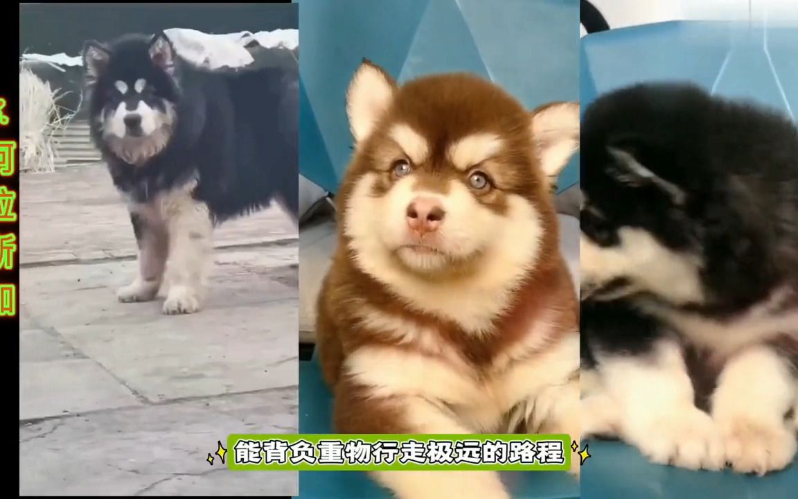 世界排名前五十名犬1正在更新 呼吁动物保护法立法 科学养宠攻略哔哩哔哩bilibili