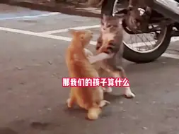 Video herunterladen: 这是一个伤心难过的猫咪