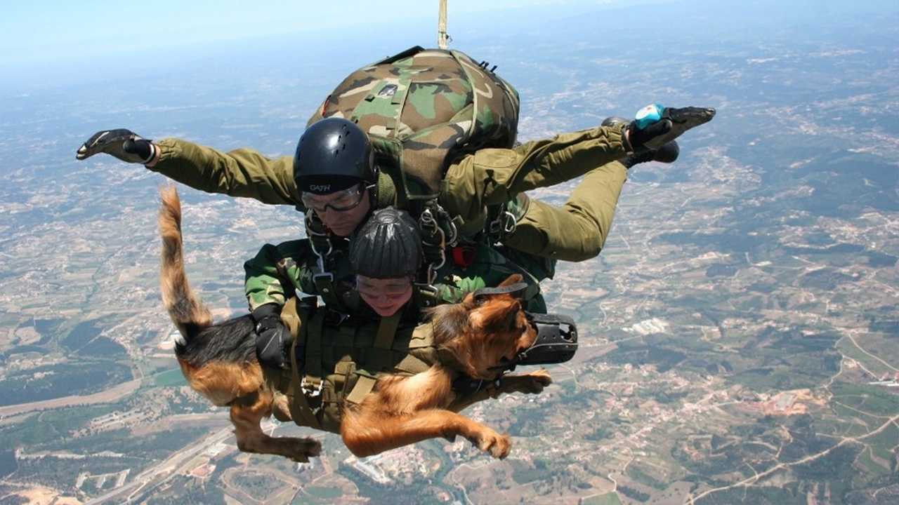 狗都能高空跳伞了?看完瞬间觉得自己不如狗!_哔哩哔哩_bilibili