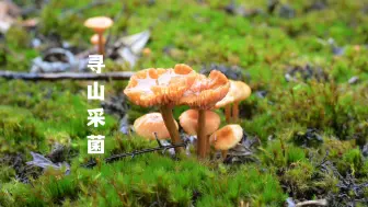 Tải video: 又到寻山采菌时，雨天采菌