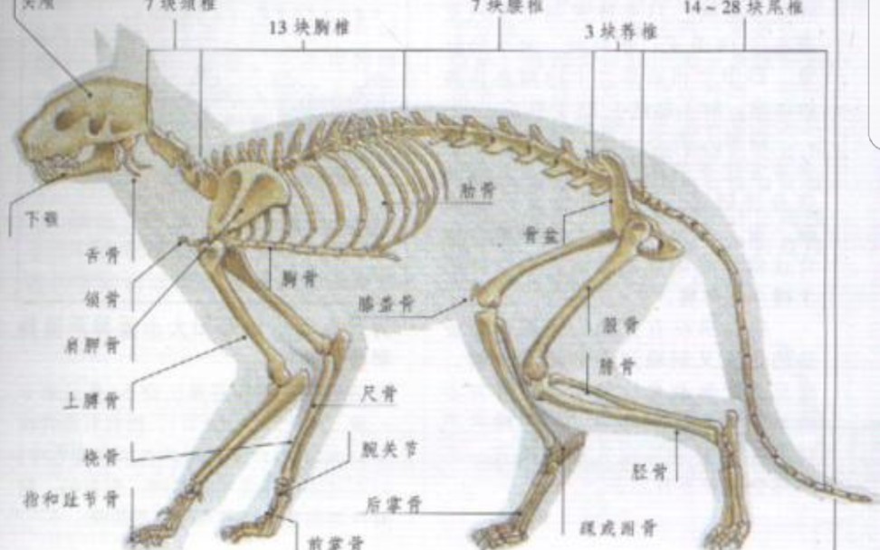 猫_哔哩哔哩_bilibili