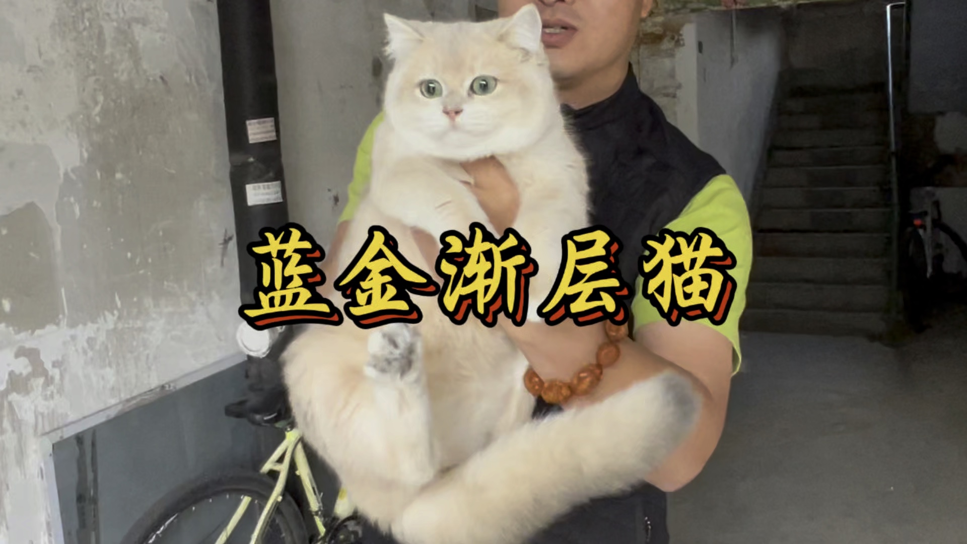 蓝金渐层猫!哔哩哔哩bilibili