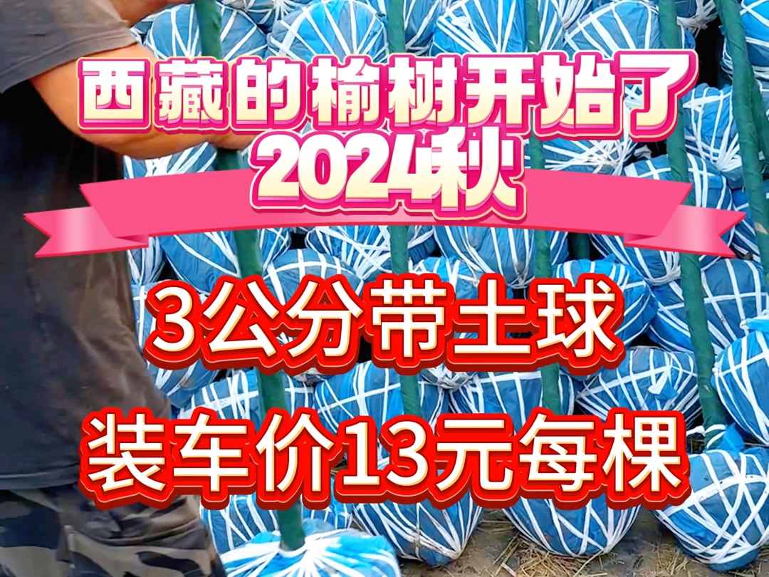 西藏需要的3公分榆树价格,保定榆树产地最新报价哔哩哔哩bilibili