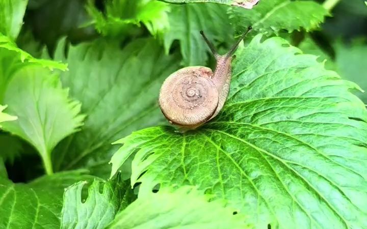 梅雨季节,花园菜地里蜗牛鼻涕虫特别多,它们的破坏力很强,用蜗牛克星