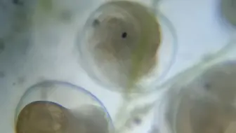 原来蜗牛是卵生的 当小蜗牛出生的时候还会把壳吃掉 奇怪的知识又增加了 1 哔哩哔哩 Bilibili
