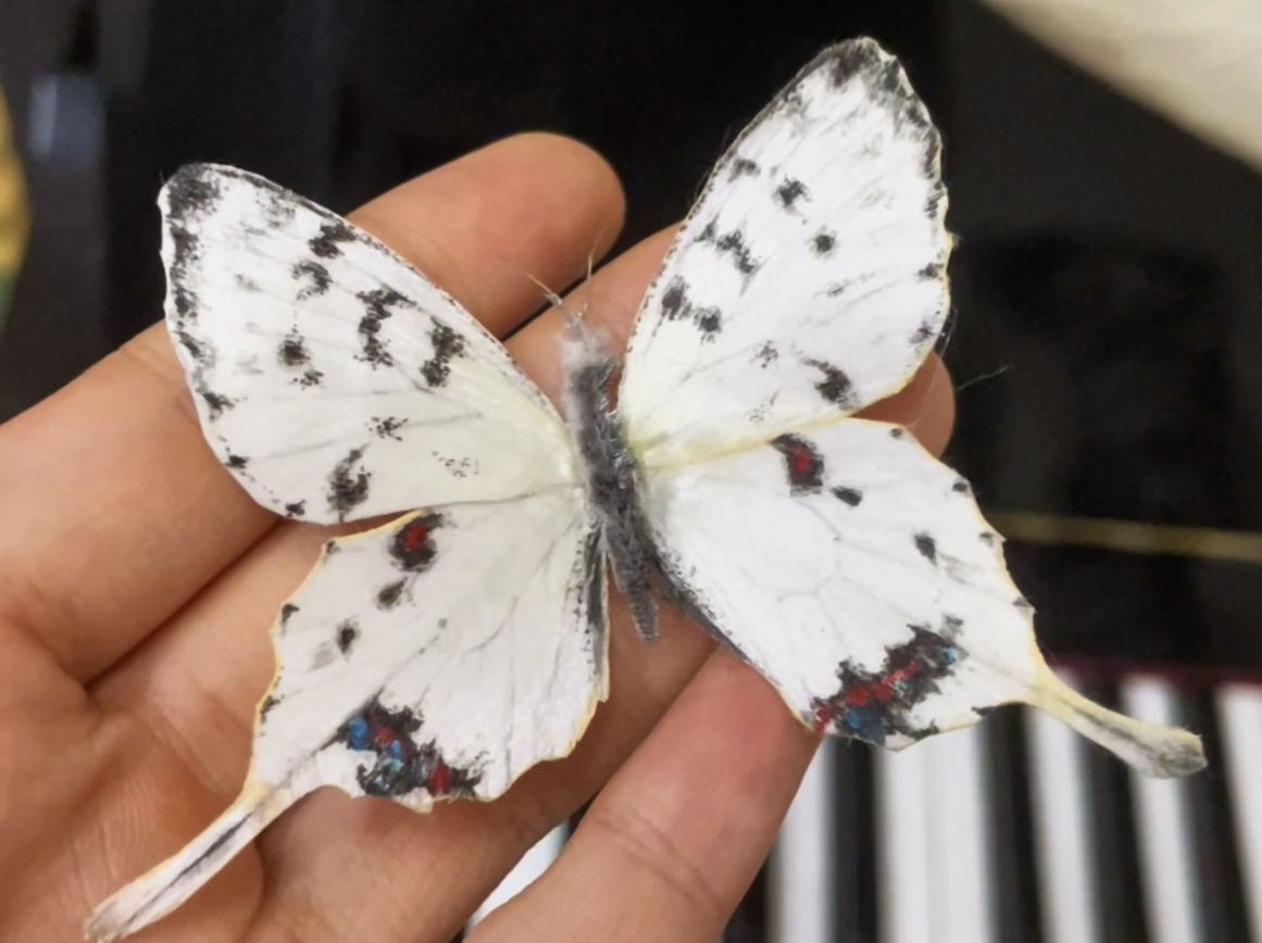 绒花蝴蝶 丝带凤蝶