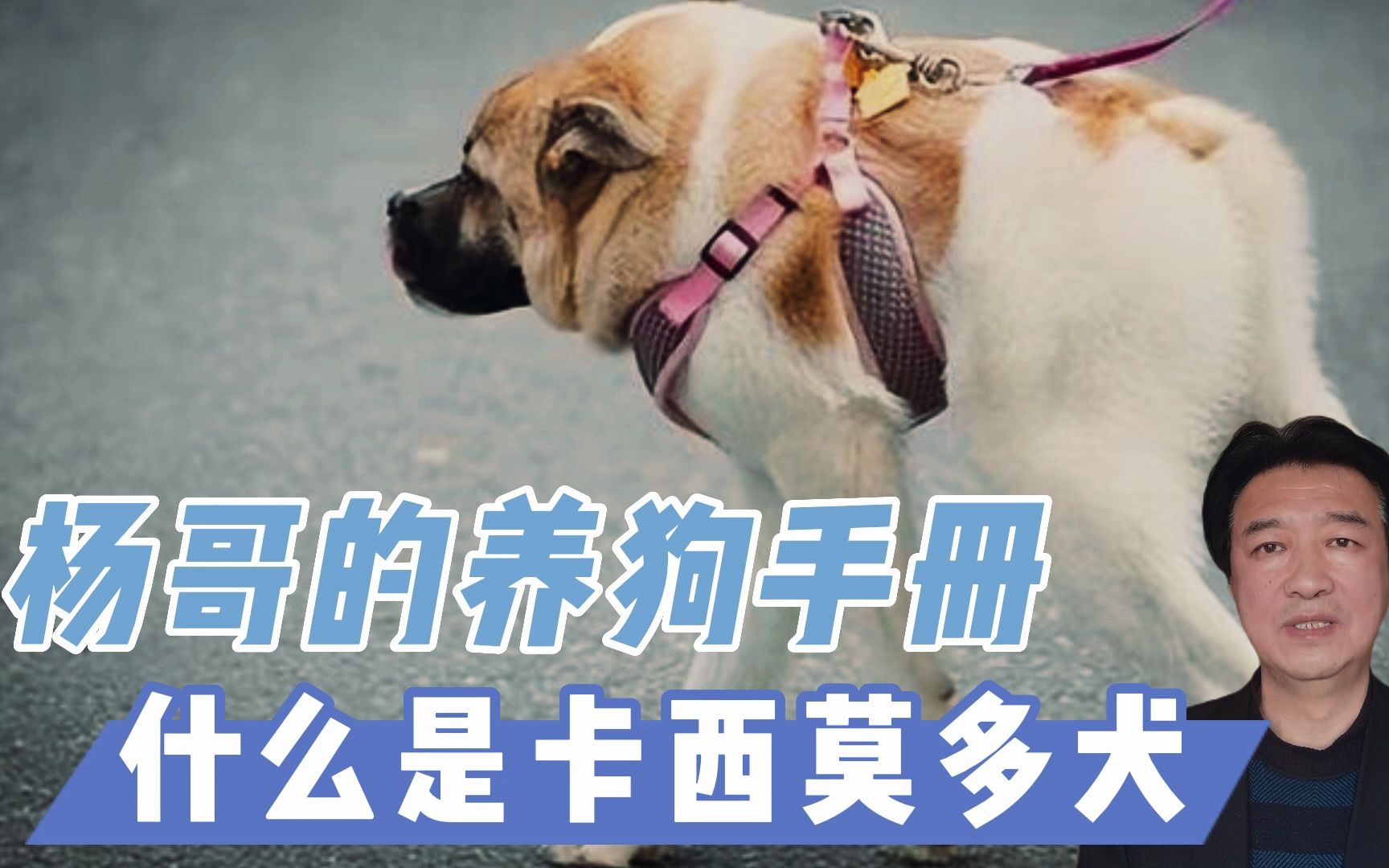 卡西莫多犬由来图片