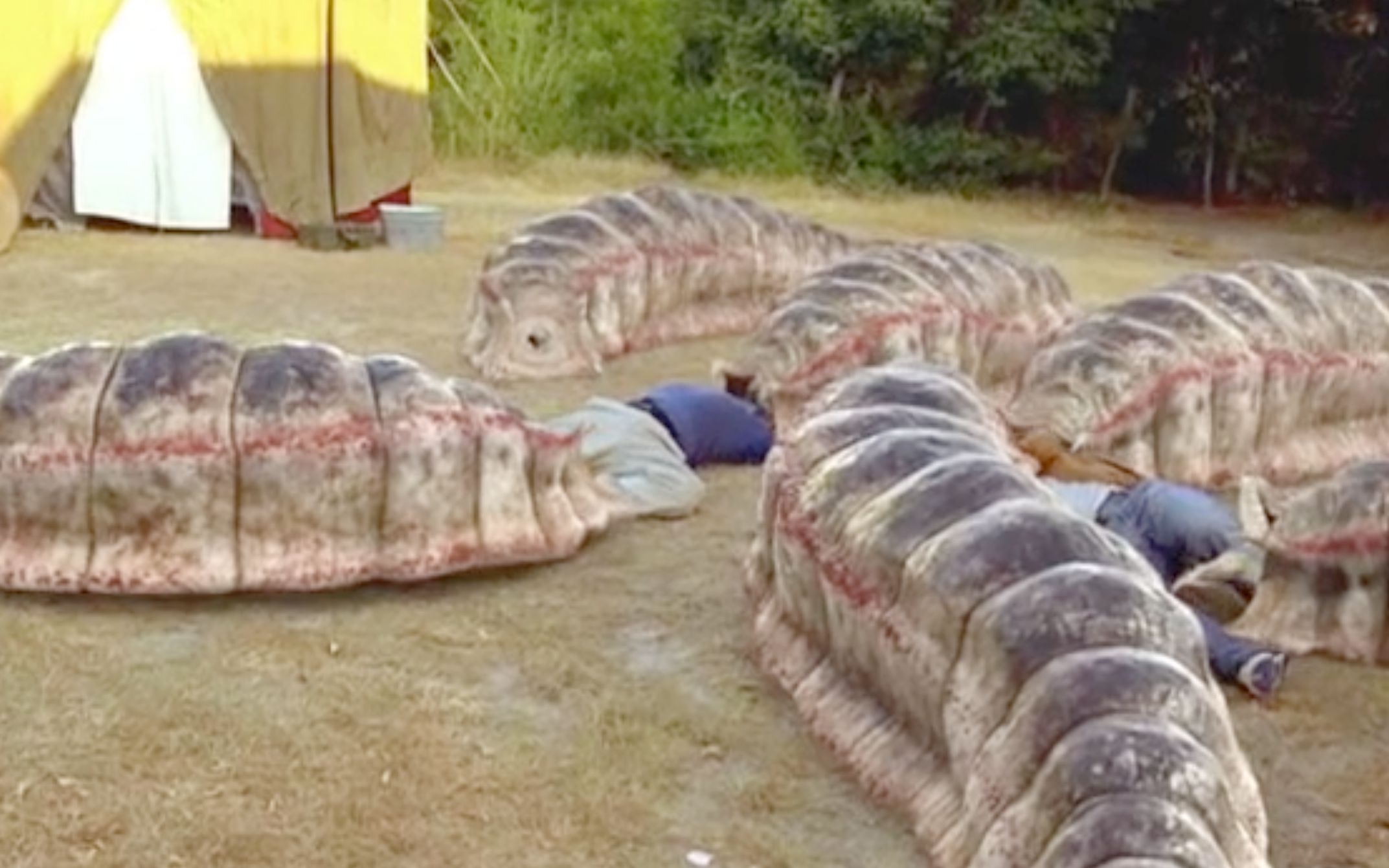 盗墓者惊醒了千年食人虫,附近村子顿时变成坟场,人类岌岌可危!