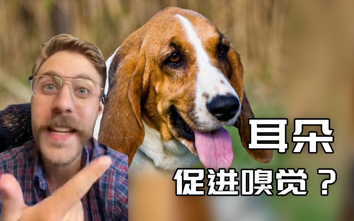 [图]大耳朵居然可以增强嗅觉？巴塞特猎犬耳朵的奥秘