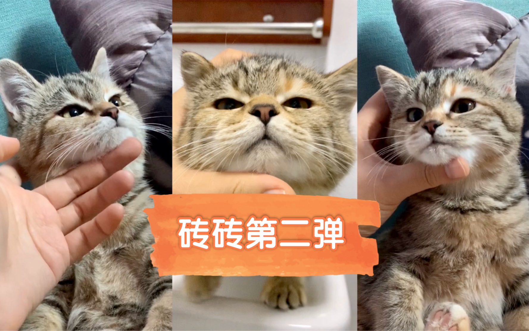 【中华软嗲猫】朋友你听说过奶猫婊嘛?小奶猫到小猫咪的进阶哔哩哔哩bilibili